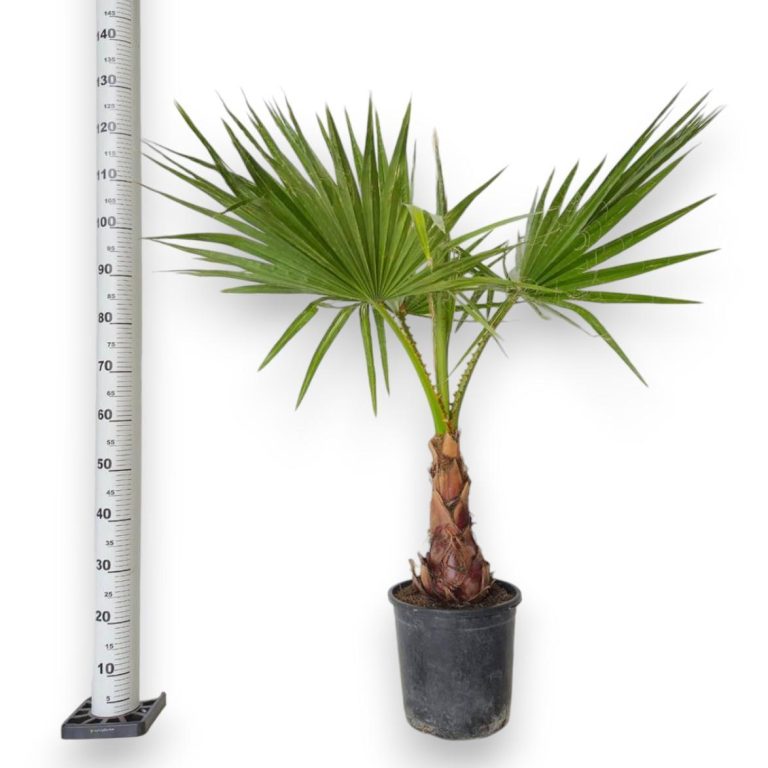 Palma Waszyngtonia nitkowata (Washingtonia filifera) 130cm