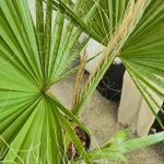 Palma Waszyngtonia nitkowata (Washingtonia filifera) 130cm