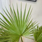 Palma Waszyngtonia nitkowata (Washingtonia filifera) 130cm