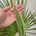 Palma Waszyngtonia nitkowata (Washingtonia filifera) 130cm