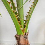 Palma Waszyngtonia nitkowata (Washingtonia filifera) 130cm