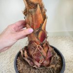 Palma Waszyngtonia nitkowata (Washingtonia filifera) 130cm