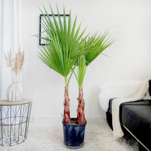Palma Waszyngtonia nitkowata (Washingtonia filifera) 150cm