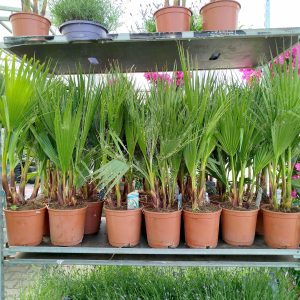 Palma Waszyngtonia nitkowata (Washingtonia filifera) 70cm