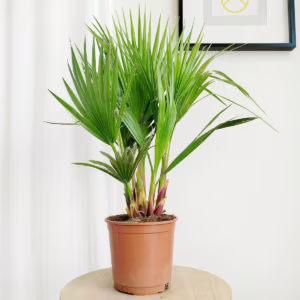 Palma Waszyngtonia nitkowata (Washingtonia filifera) 70cm