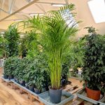 Palma Areka (Areca Dypsis) 150cm