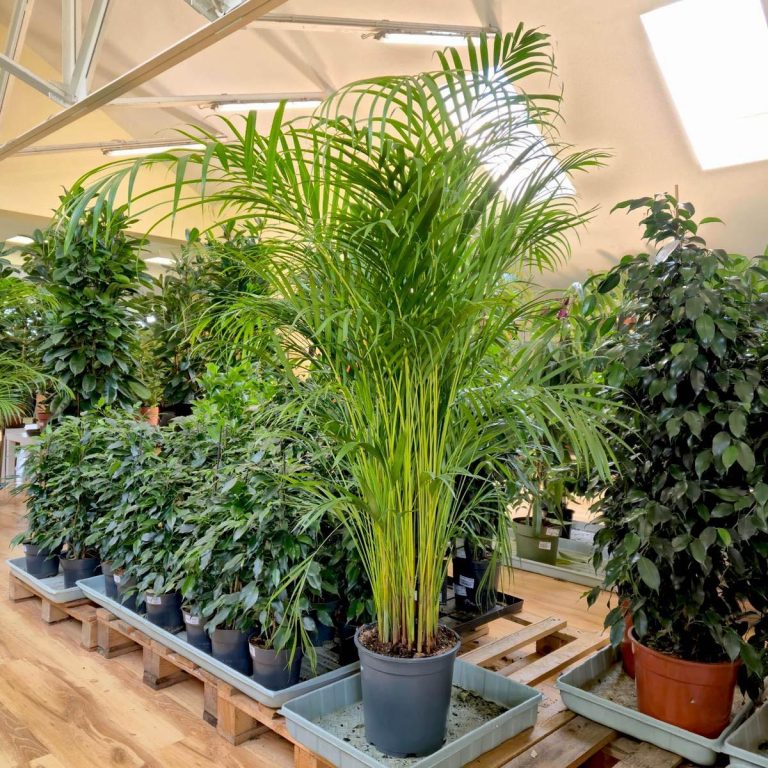 Palma Areka (Areca Dypsis) 150cm