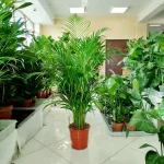 Palma Areka (Areca Dypsis) 120cm