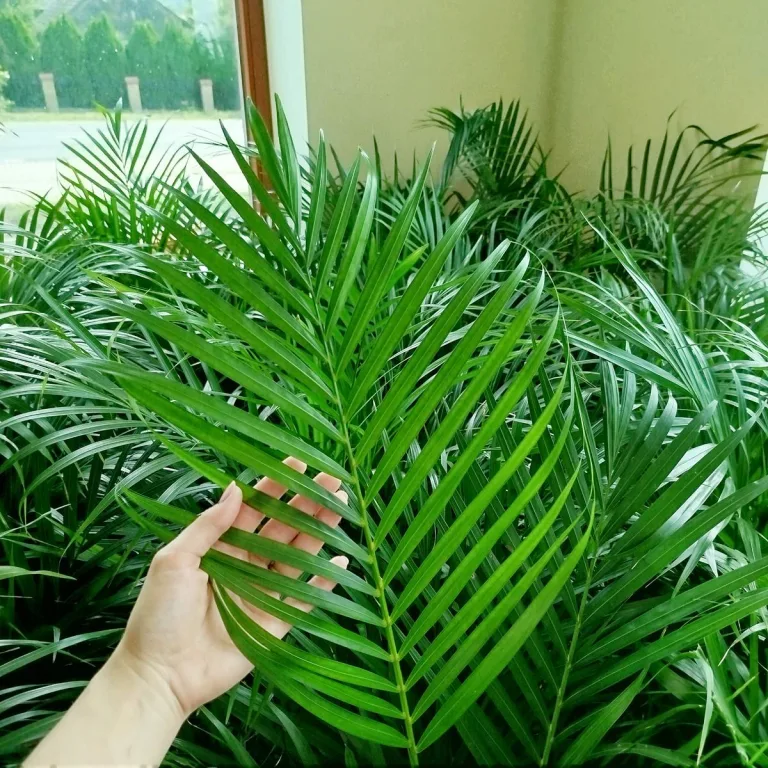 Palma Areka (Areca Dypsis) 120cm