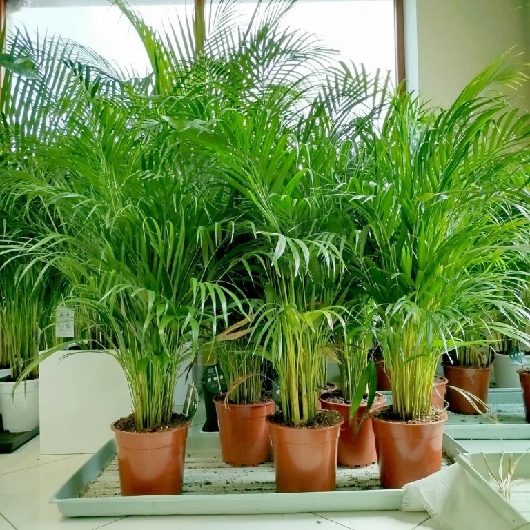 Palma Areka (Areca Dypsis) 120cm