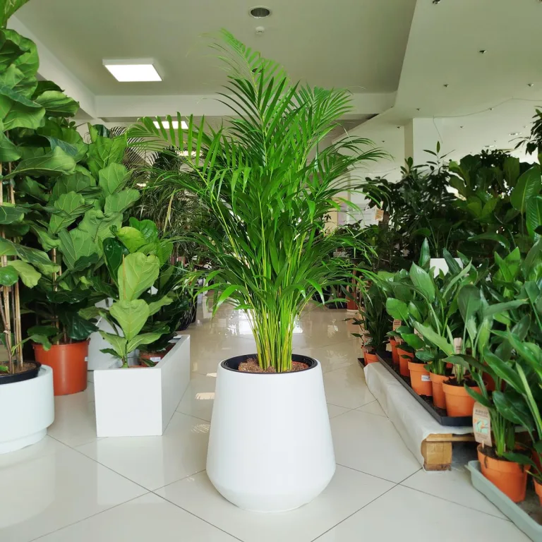 Palma Areka (Areca Dypsis) 120cm