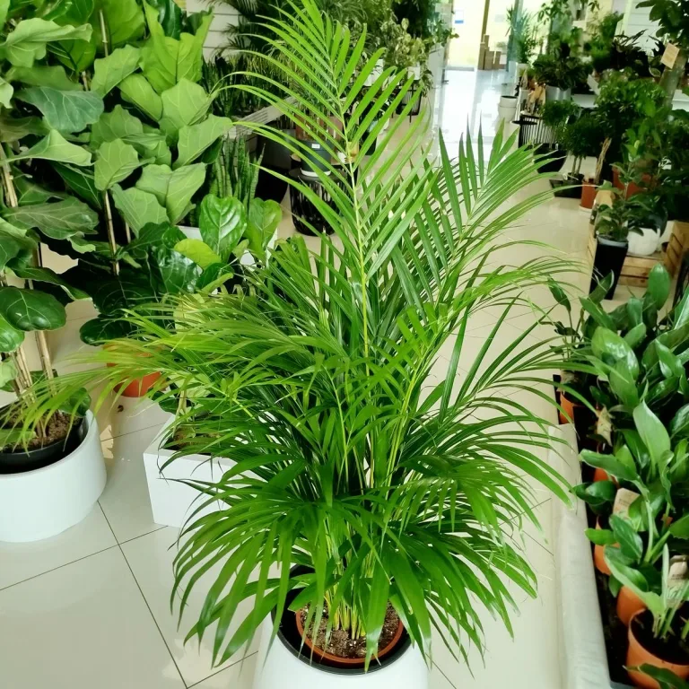 Palma Areka (Areca Dypsis) 120cm