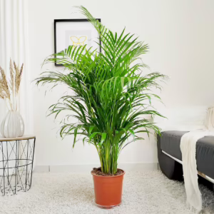 Palma Areka (Areca Dypsis) 110-120cm