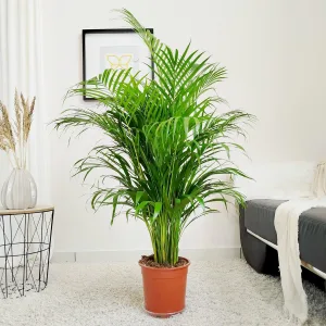 Palma Areka (Areca Dypsis) 120cm