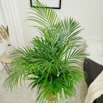 Palma Areka (Areca Dypsis) 120cm