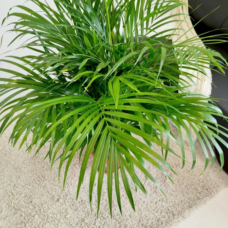 Palma Areka (Areca Dypsis) 120cm