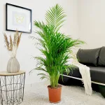 Palma Areka (Areca Dypsis) 120cm