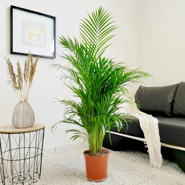 Palma Areka (Areca Dypsis) 120cm
