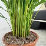 Palma Areka (Areca Dypsis) 120cm