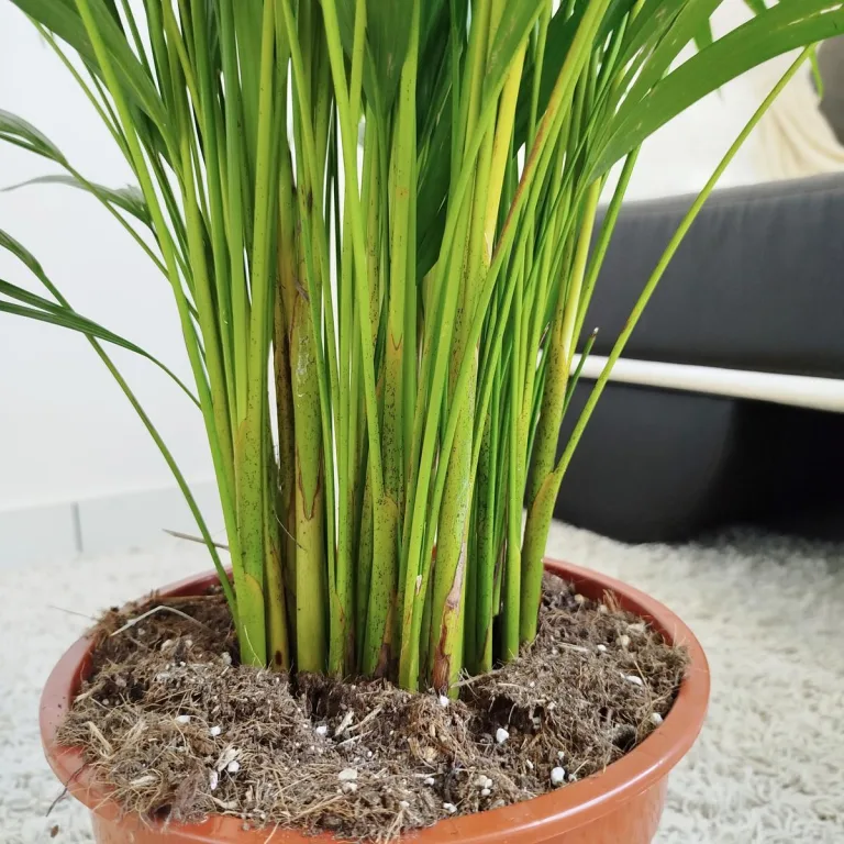 Palma Areka (Areca Dypsis) 120cm