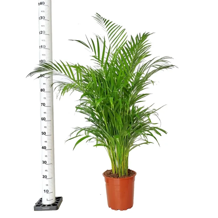 Palma Areka (Areca Dypsis) 120cm