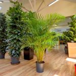 Palma Areka (Areca Dypsis) 150cm