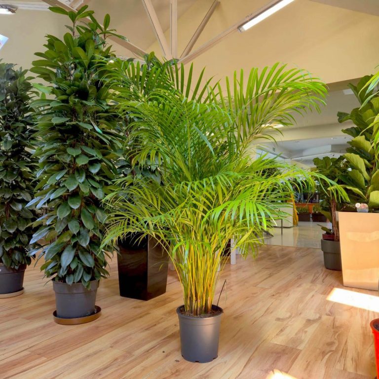 Palma Areka (Areca Dypsis) 150cm
