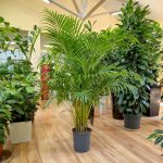 Palma Areka (Areca Dypsis) 150cm