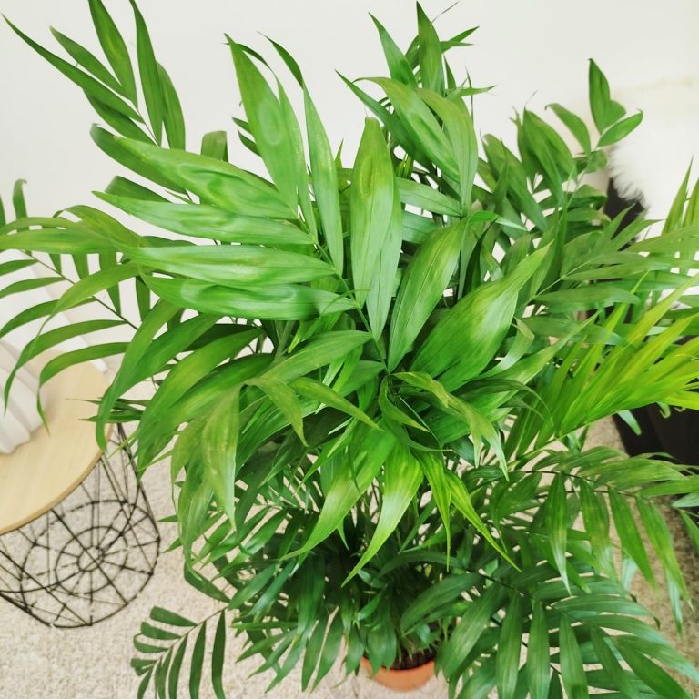 Palma Chamedora wytworna (Chamaedorea elegans) 90cm