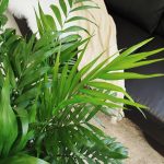 Palma Chamedora wytworna (Chamaedorea elegans) 90cm