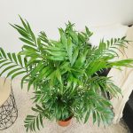 Palma Chamedora wytworna (Chamaedorea elegans) 90cm