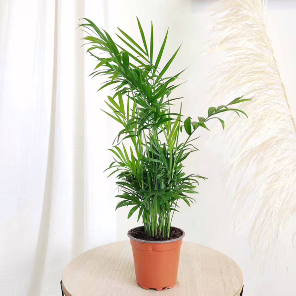Palma Chamedora wytworna (Chamaedorea elegans) 40cm