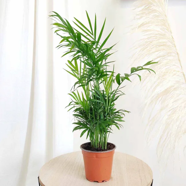 Palma Chamedora wytworna (Chamaedorea elegans) 40cm