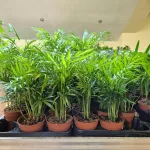 Palma Chamedora wytworna (Chamaedorea elegans) 30cm