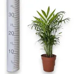 Palma Chamedora wytworna (Chamaedorea elegans) 30cm