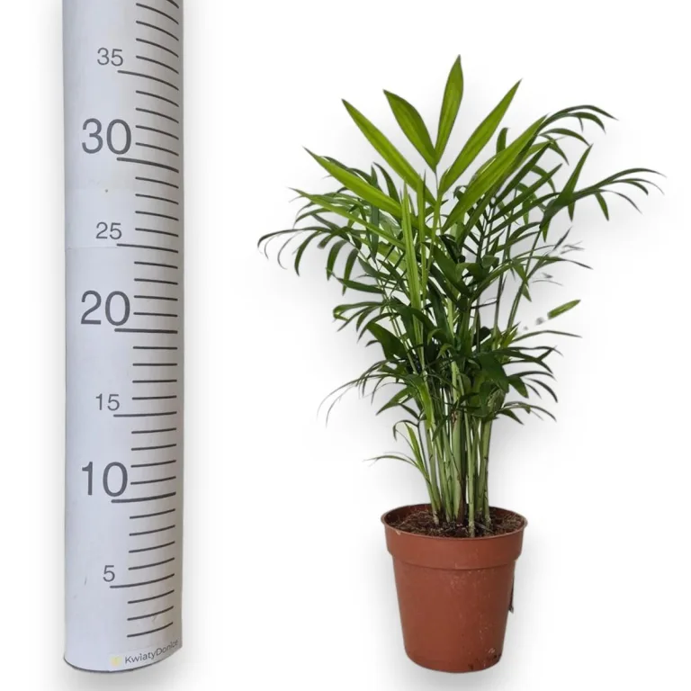 Palma Chamedora wytworna (Chamaedorea elegans) 30cm