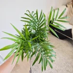 Palma Chamedora wytworna (Chamaedorea elegans) 30cm