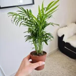 Palma Chamedora wytworna (Chamaedorea elegans) 30cm