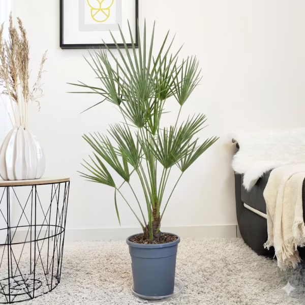 Palma karłowa (Chamaerops humilis) 95-105cm