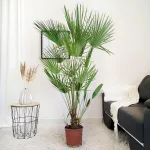 Palma karłowa (Chamaerops humilis) 170cm