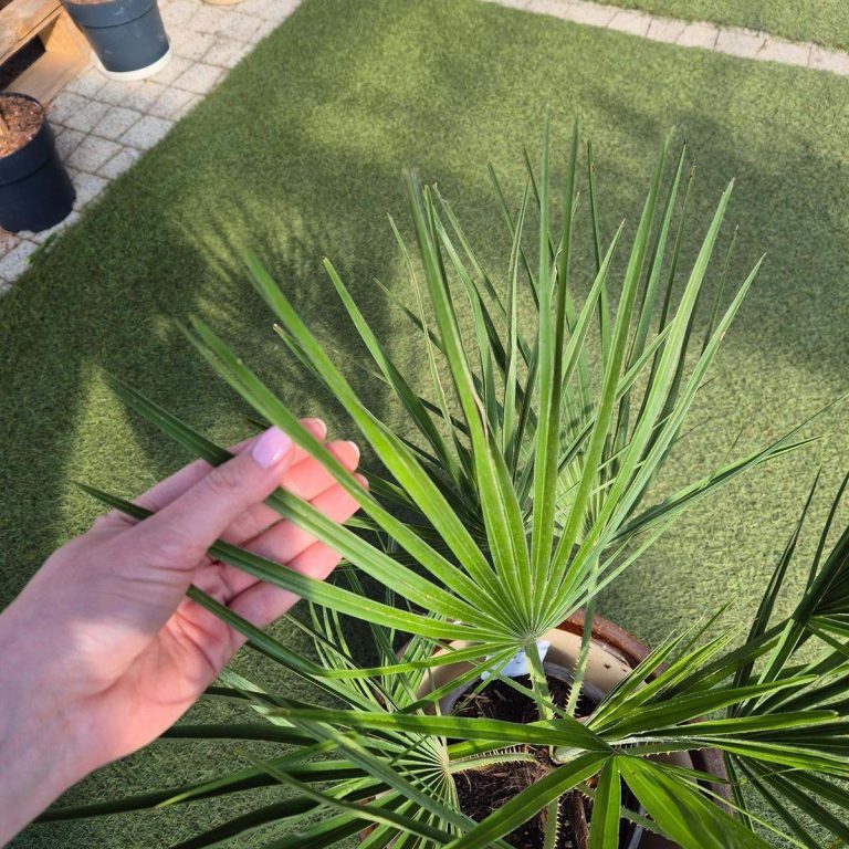 Palma karłowa (Chamaerops humilis) 100cm