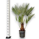 Palma karłowa (Chamaerops humilis) 130cm