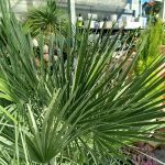 Palma karłowa (Chamaerops humilis) 130cm