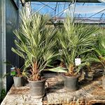 Palma karłowa (Chamaerops humilis) 130cm