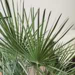 Palma karłowa (Chamaerops humilis) 130cm