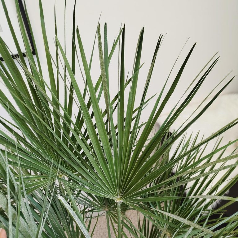 Palma karłowa (Chamaerops humilis) 130cm