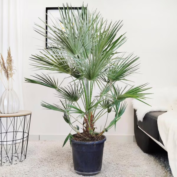 Palma karłowa (Chamaerops humilis) 120-140cm