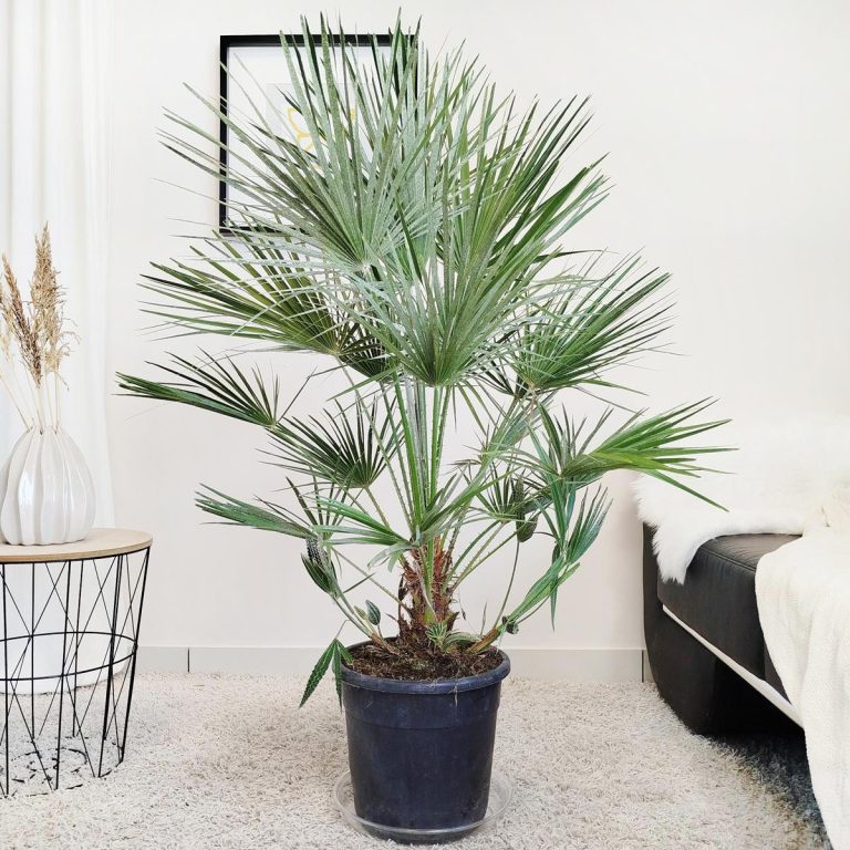 Palma karłowa (Chamaerops humilis) 130cm