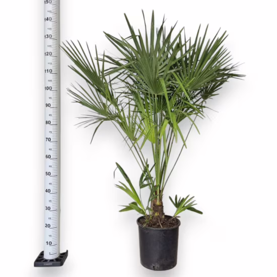 Palma karłowa (Chamaerops humilis)