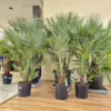 Palma karłowa (Chamaerops humilis)